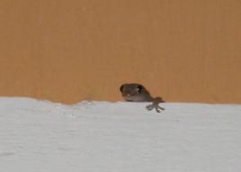 Cute baby gecko eats the mosquitoes Sunset Belize in Placencia Belize