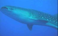 Diving Whale Shark Fishing Snorkling